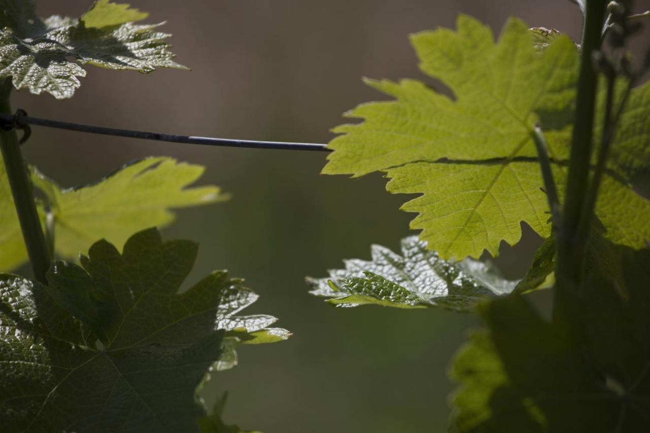 Cascina Marcantonio Acqui Terme Kültér fotó